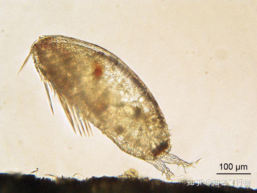 如果它们觉得合适,藤壶胶腺就会分泌胶液,经胶腺导管到达底盘,与基底