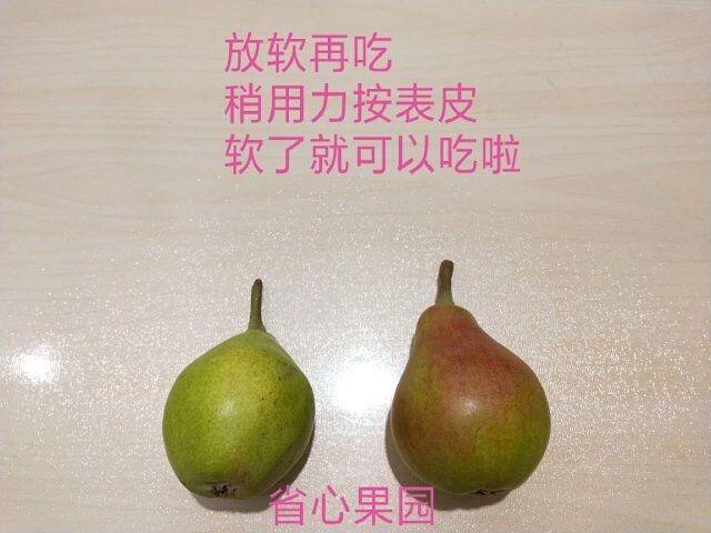如何种地梨 v2-2b126edd33a48ed5b849a1bb3d0f3ff8_r.jpg