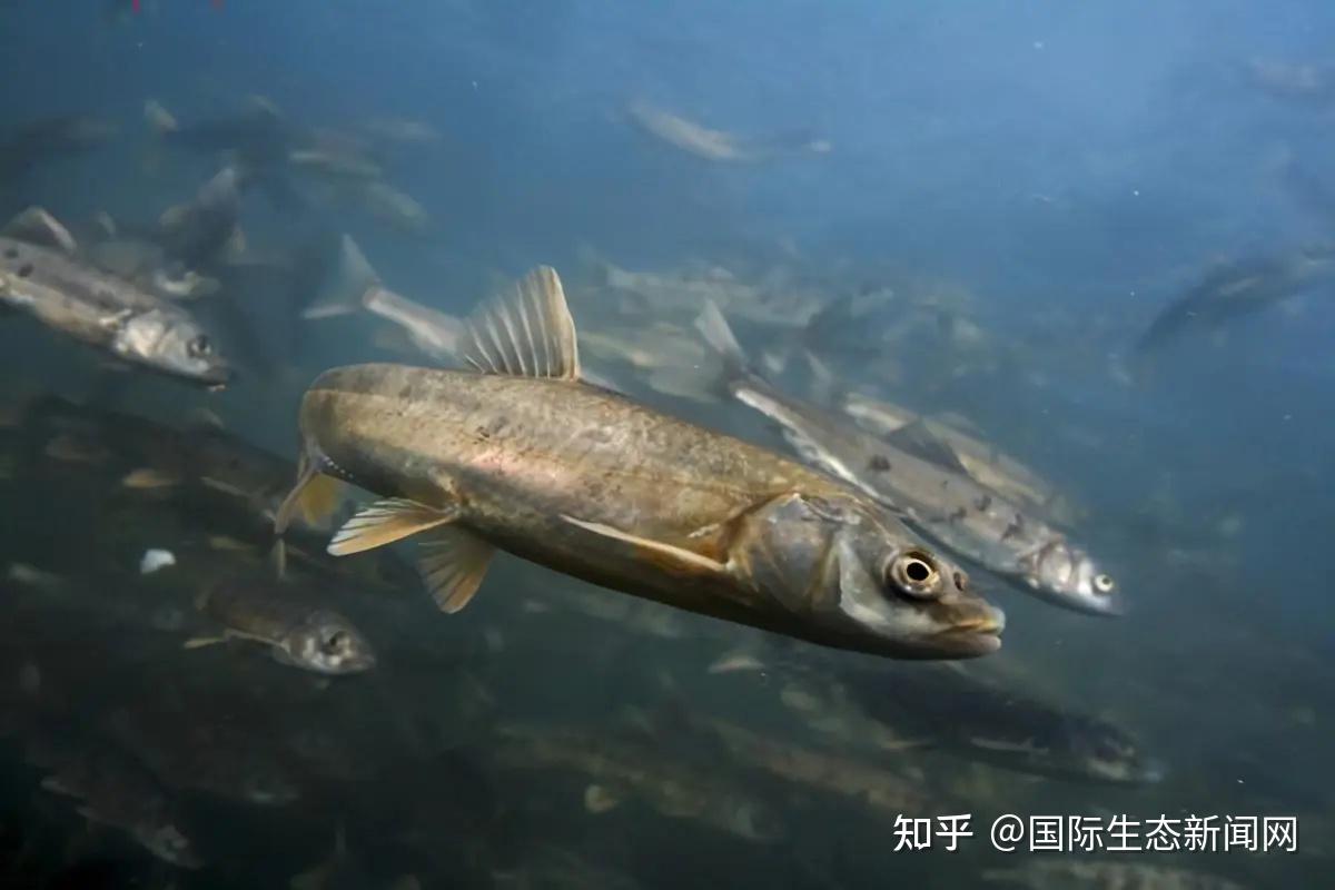 简明的鲤科分类体系-基础类群和泛鲤类 - 知乎