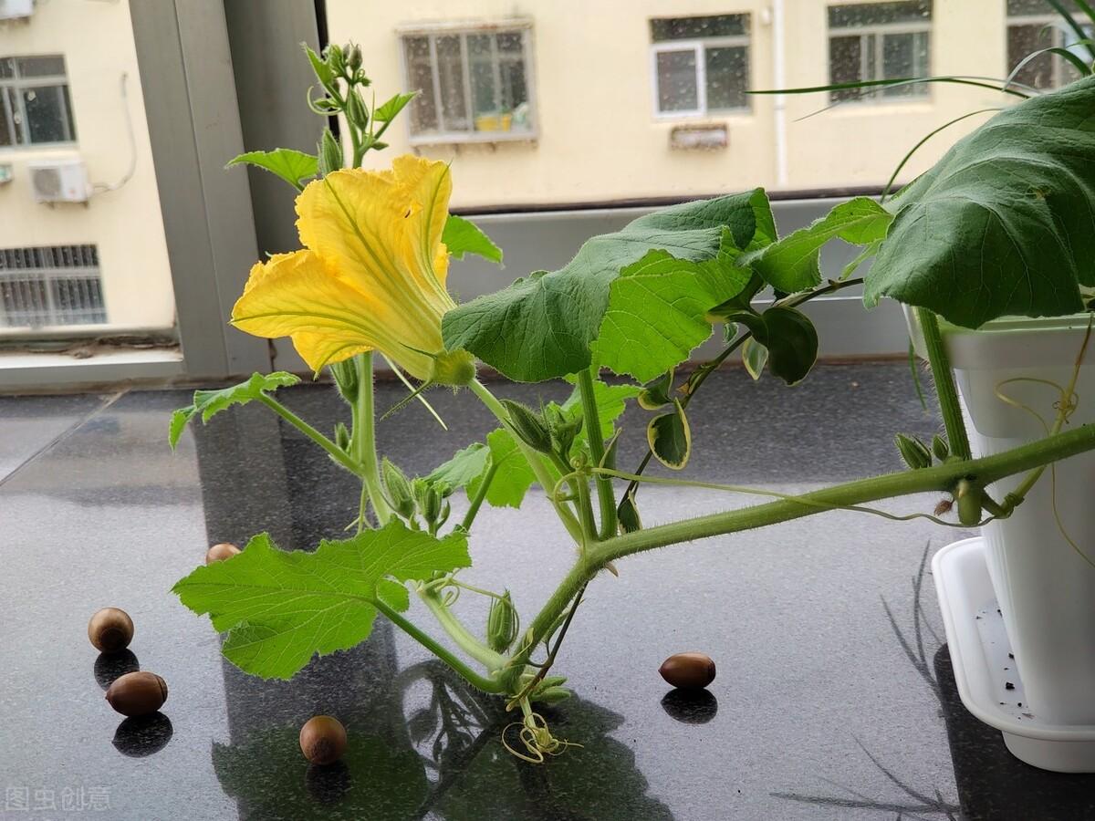 罗维豆瓣