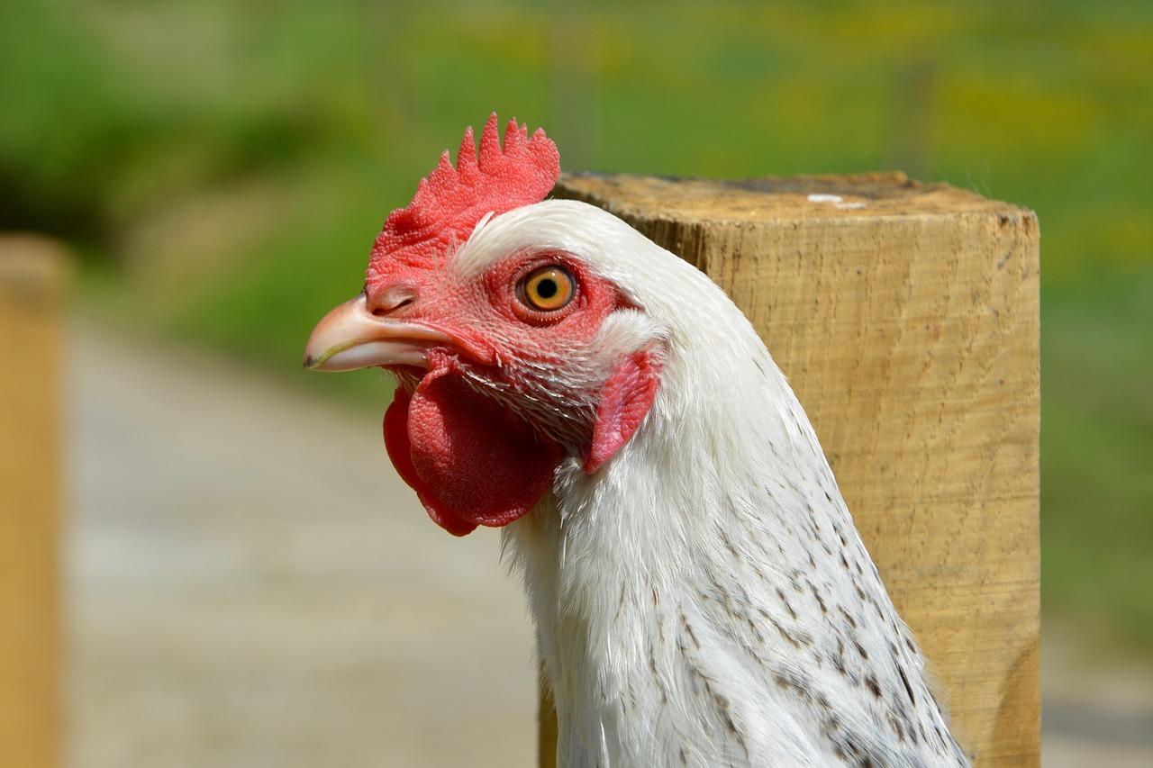 4. 鸡赤木加工工艺