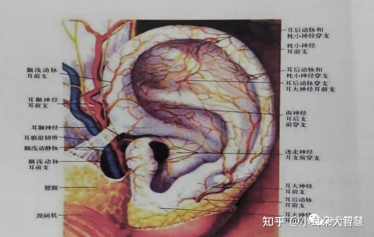 益康耳穴:耳穴疗法之耳穴机理,耳部神经和大脑之间的关系?