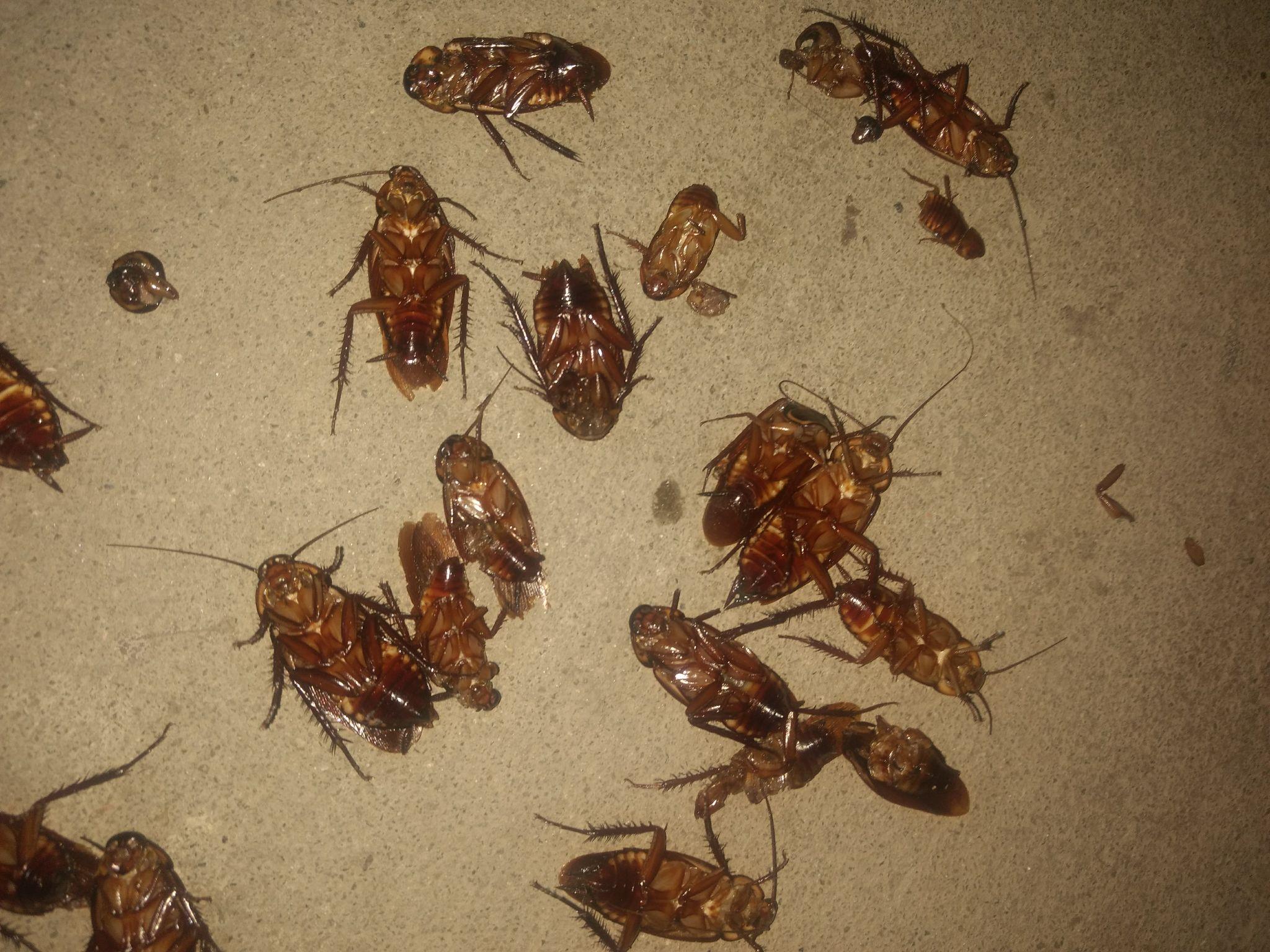 比蜘蛛还高效的小强灭门者拜耳蟑螂药测评