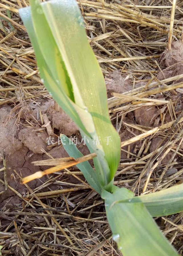 4,缺锌玉米种植时,只用了氮磷钾三种元素,加上土壤中的锌元素也不多