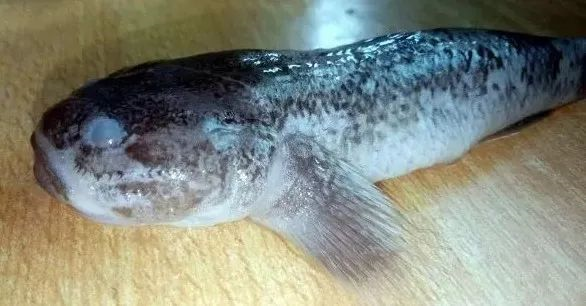 髭缟虾虎鱼(摄影:续齐乐)髭缟虾虎鱼满"脸"的胡茬子回到纹缟虾虎鱼.