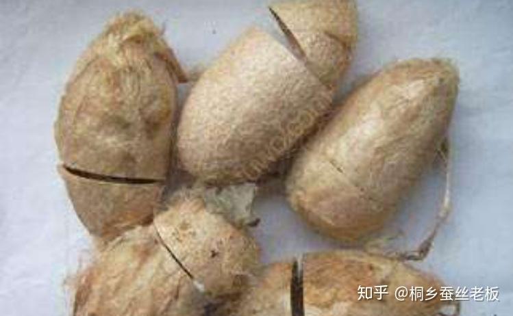 深度剖析“柞蚕丝”和“柞蚕丝被”,不易交智商税的蚕丝被。 - 知乎