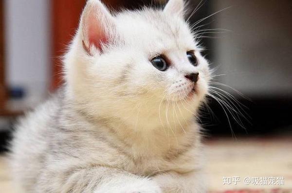 猫猫为什么会追自己的尾巴？你知道原因吗？ - 知乎