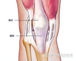 聊聊膝关节常见损伤 髌腱炎 知乎