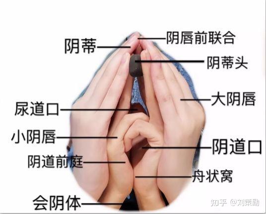 为你揭开私密整形神秘面纱 - 知乎