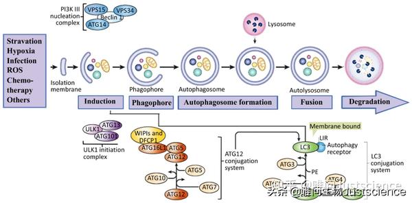 癌细胞中自噬的相反作用—维持生存和促进死亡（Part 1） - 知乎