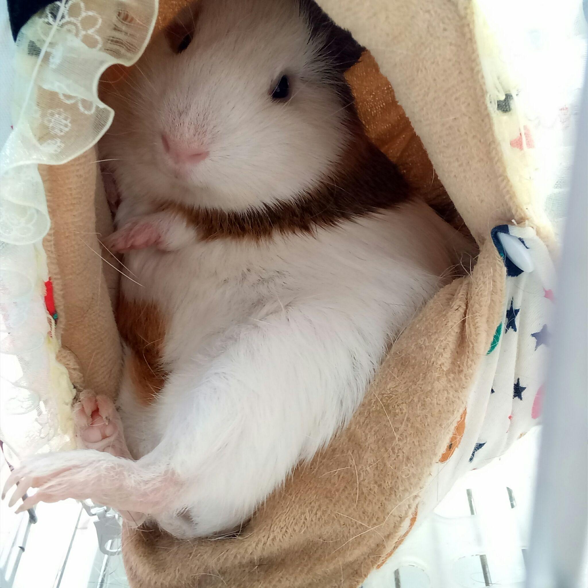 荷兰猪怎样睡觉的? - 知乎