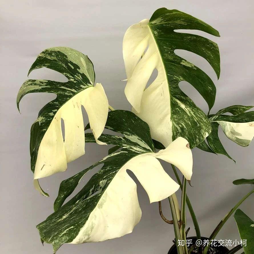 看了龟背竹的花朵和果实,还是觉得它的叶子好看些,附品种介绍 - 知乎