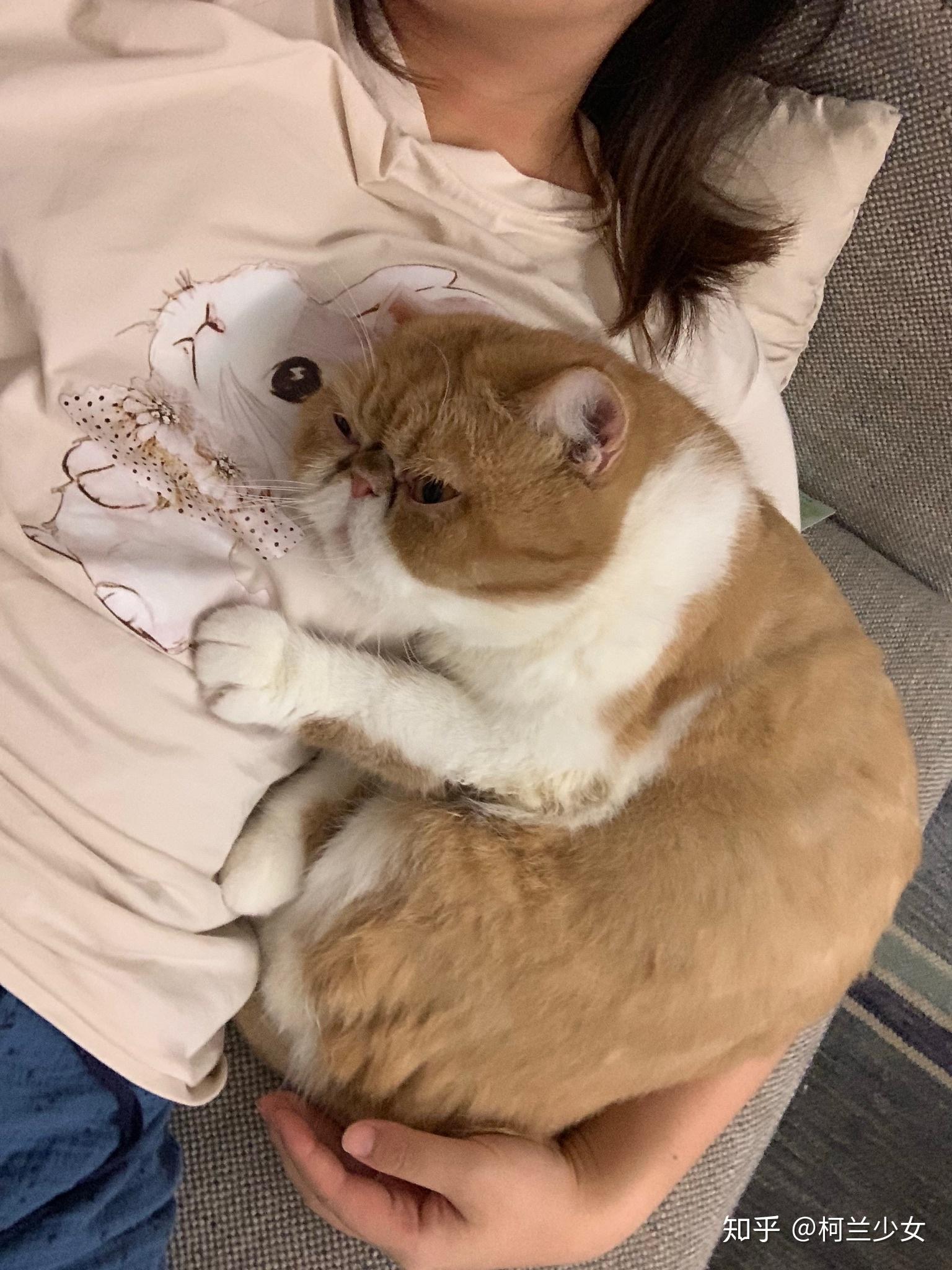 猫咪蹭一下到底是什么意思? - 知乎