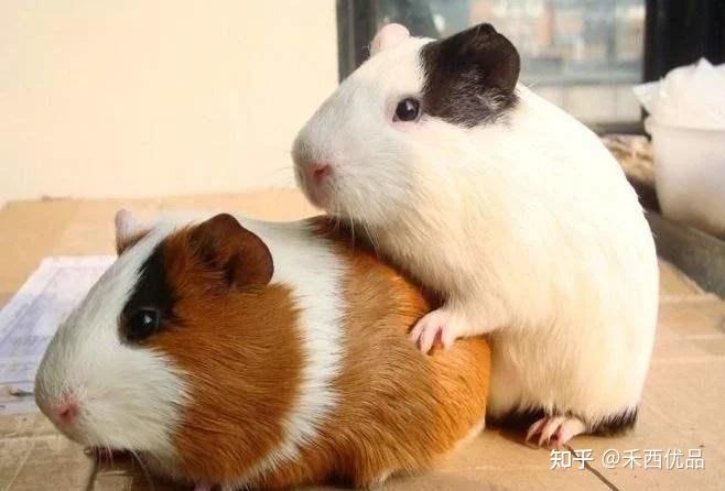 荷兰猪是猪还是鼠