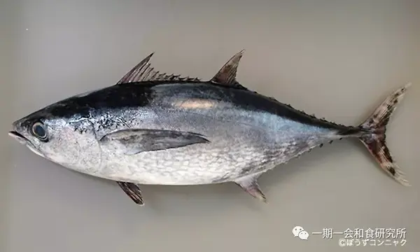 王者的荣耀 金枪鱼 知乎