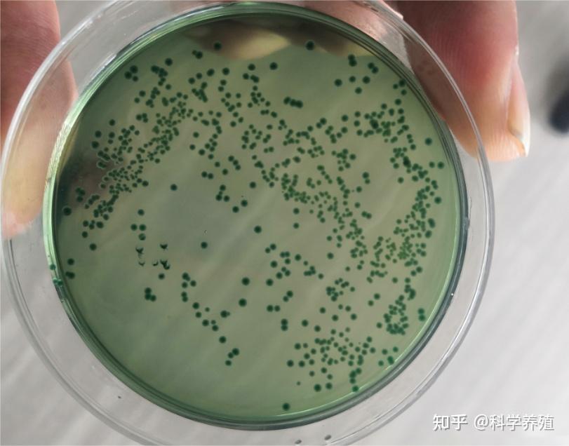 溶藻弧菌是革兰氏阴性菌吗?为什么?
