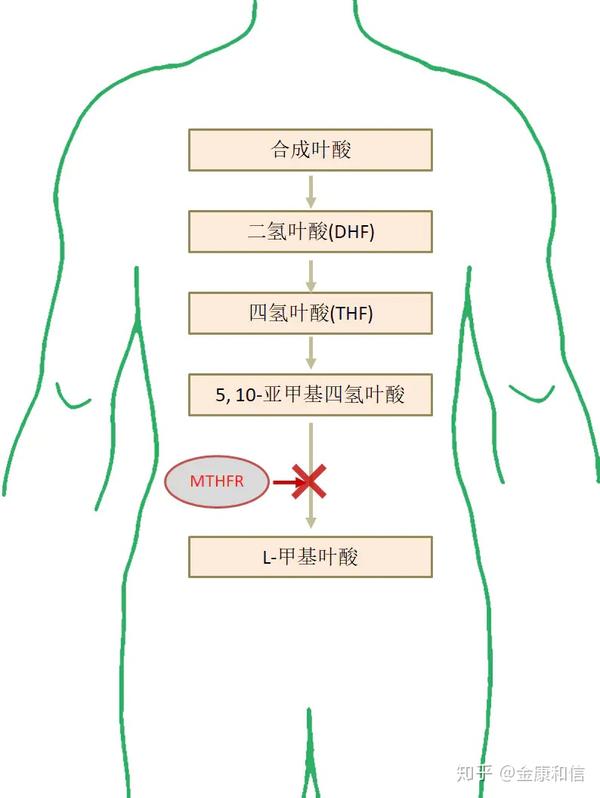 叶酸代谢障碍高度风险人群该怎么选择叶酸来源