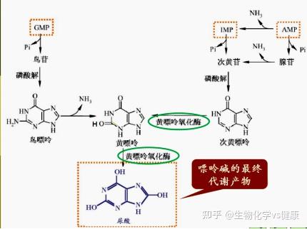 高尿酸易引发痛风症，尿酸的来龙去脉 - 知乎