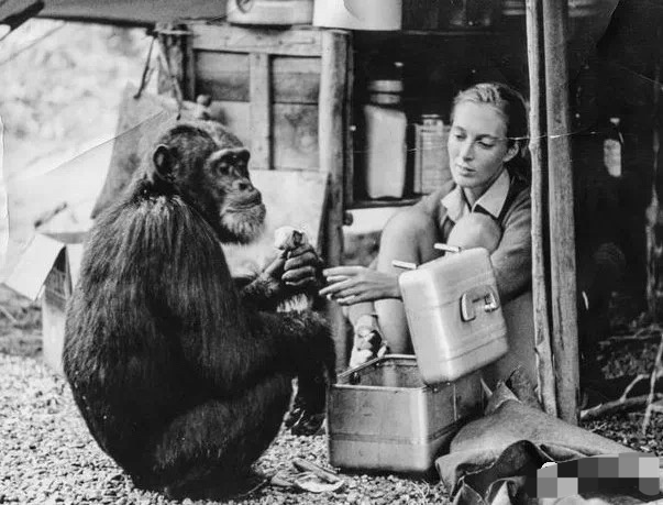 女科学家牺牲自己研究人与黑猩猩繁衍问题奉献精神值得赞扬