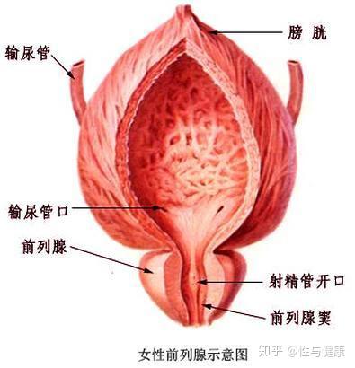 关于女性有咩有前列腺的那点事
