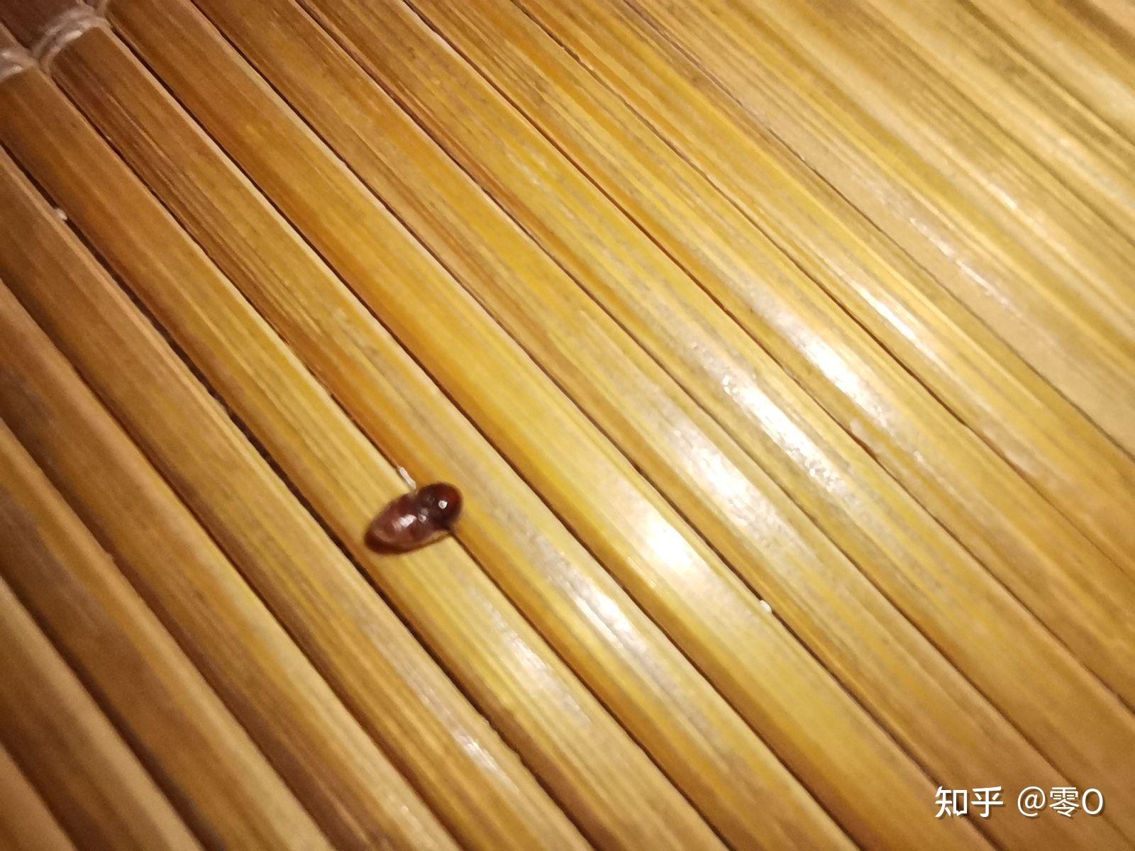 咖啡色椭圆形小虫子图片