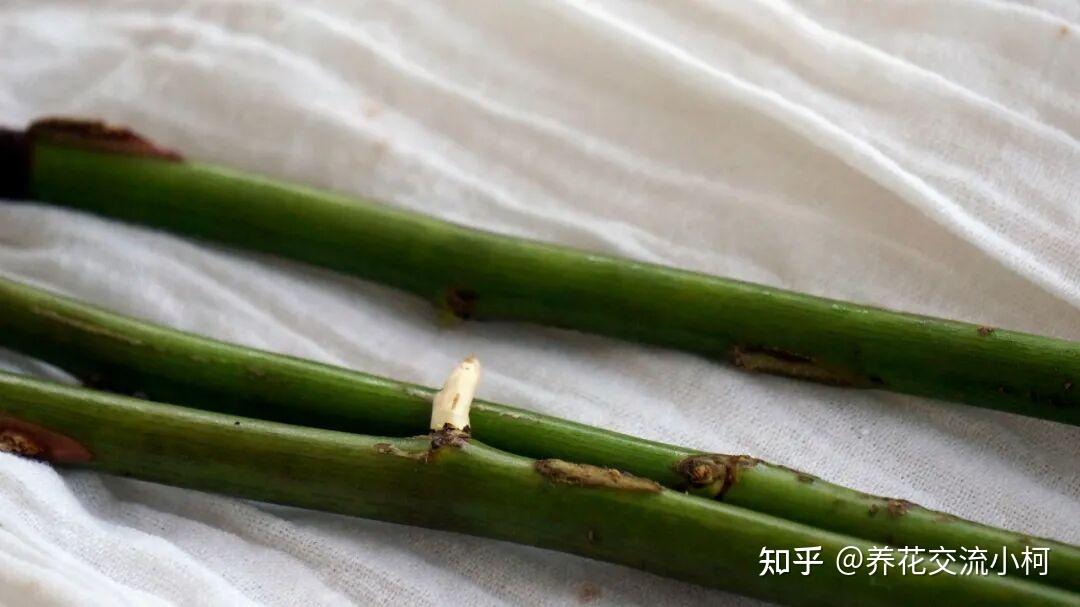 生根粉和生根剂有啥区别？普通花友该怎么选？ - 知乎
