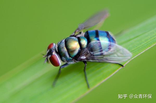 如何正确使用捕蝇笼来防苍蝇? - 知乎