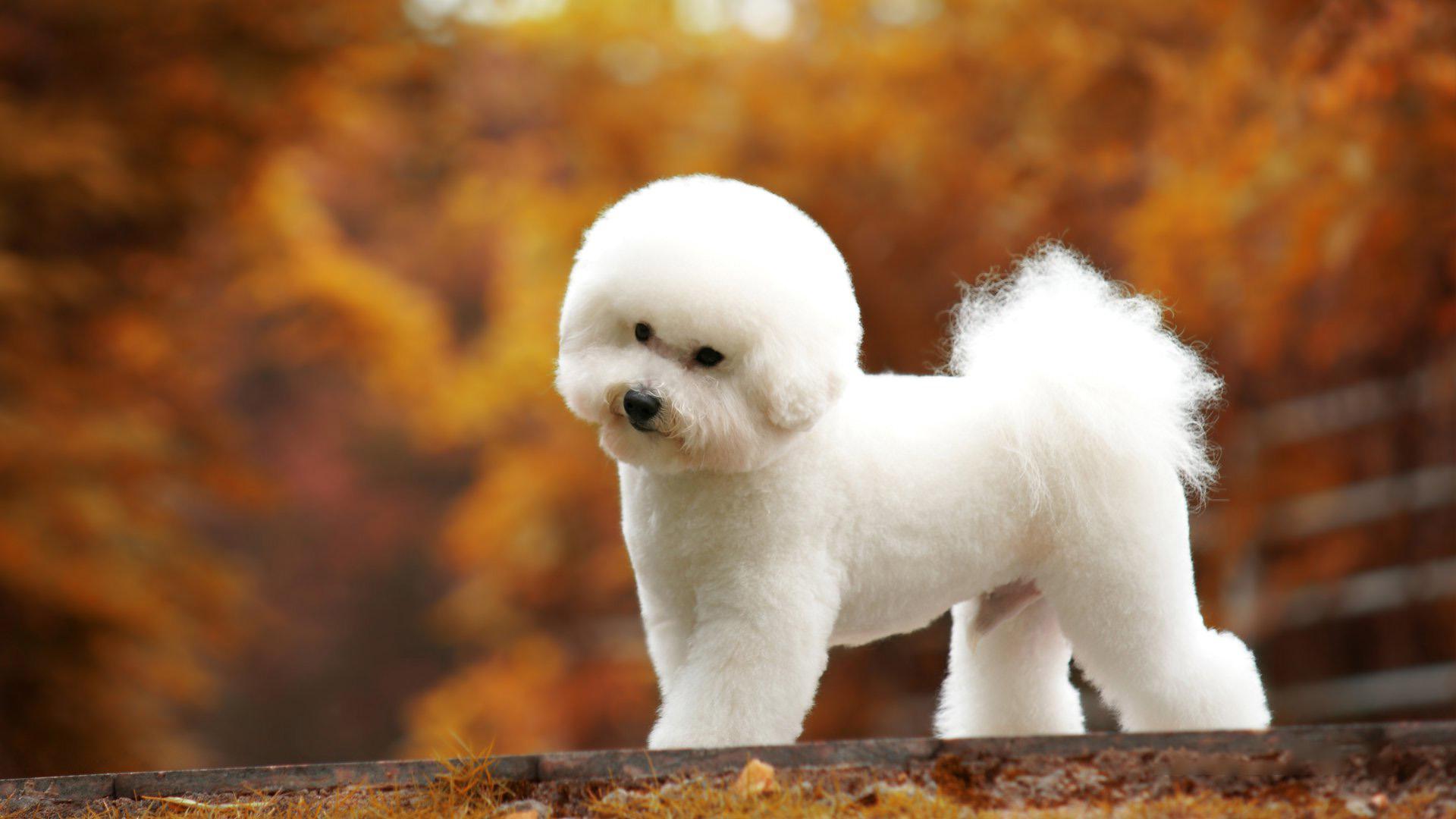 比熊犬好可爱? - 知乎