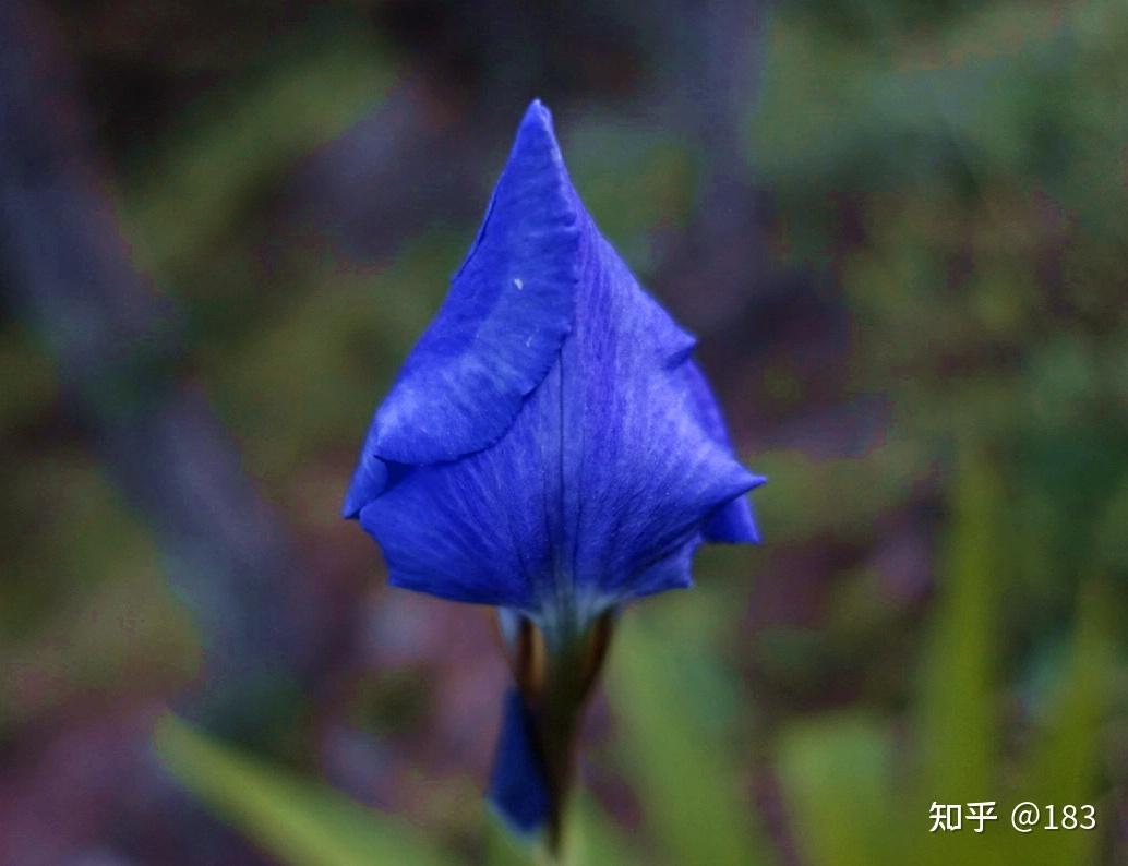 鸢尾 百合目鸢尾科鸢尾属银兰 兰科头蕊兰属栒子 蔷薇科 非常好的蜜源
