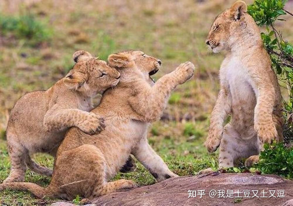 雄狮为什么要咬死6个月以内幼崽?母狮一生要经历多少丧子之痛? - 知乎