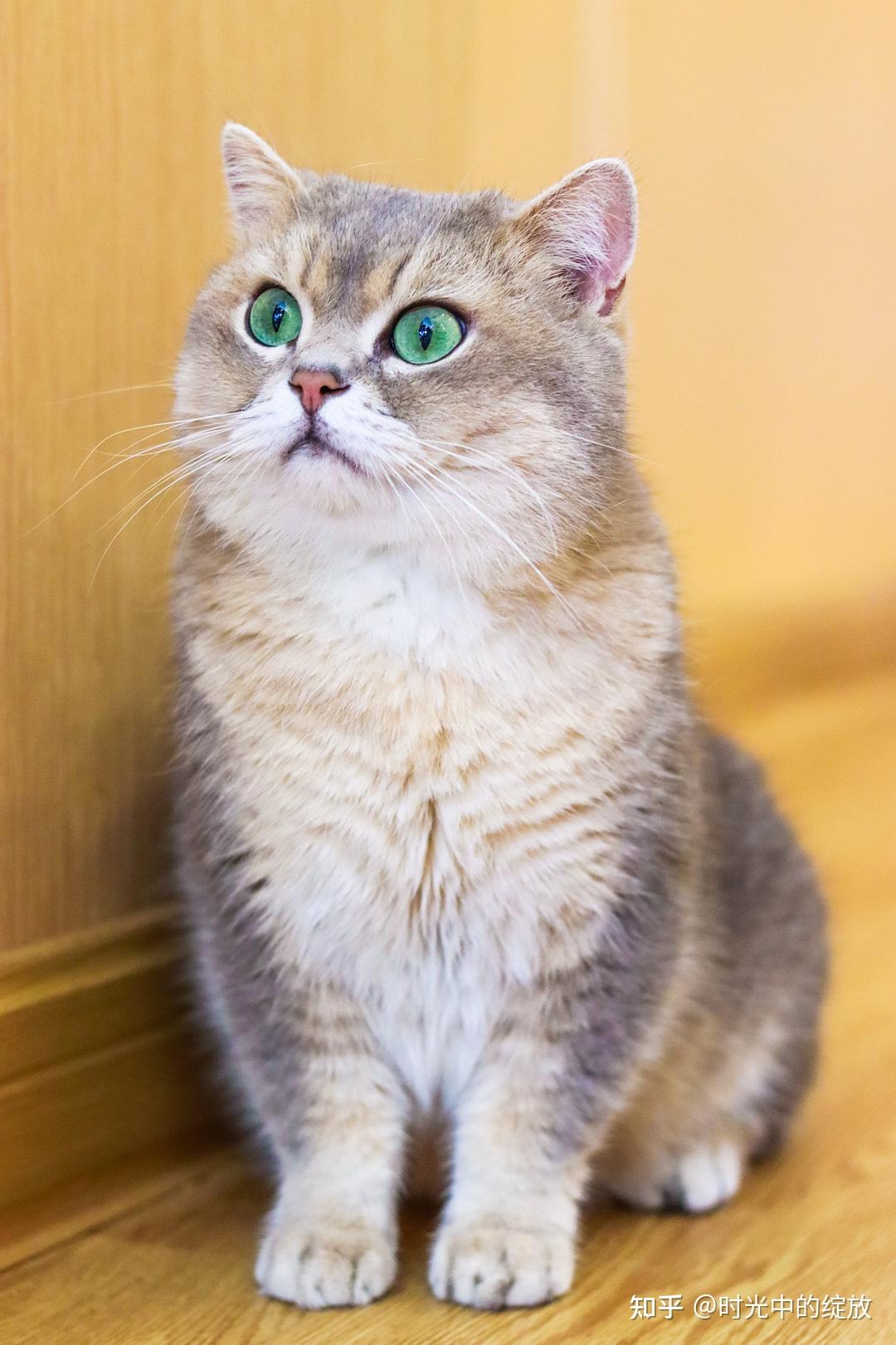 "美国短毛猫"系列