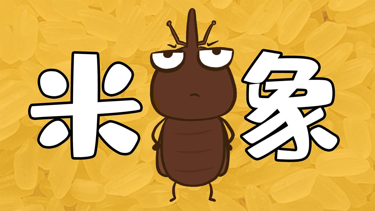 怎样消灭米里长出来的小黑虫子? - 知乎