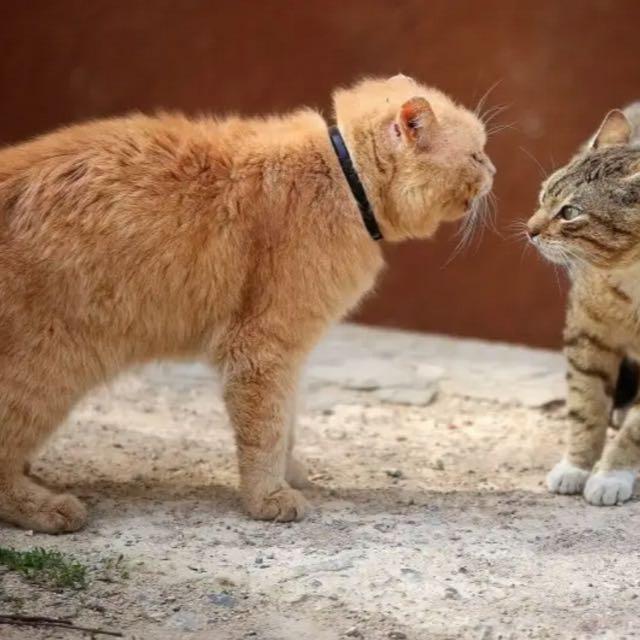 猫咪是不是都受不了人类用手指头指着它的脸？