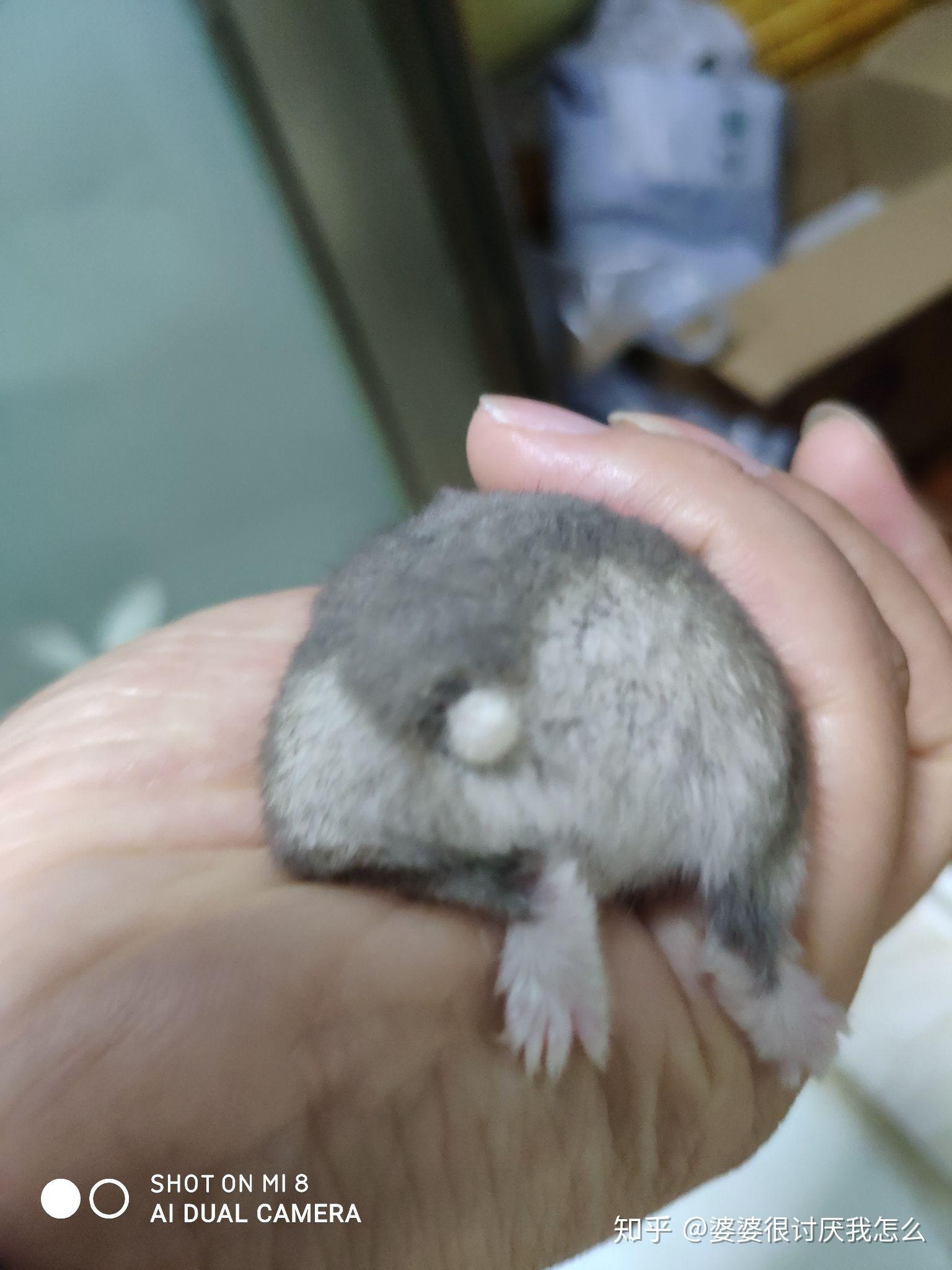 一岁多的仓鼠后背拱起正常吗? - 知乎