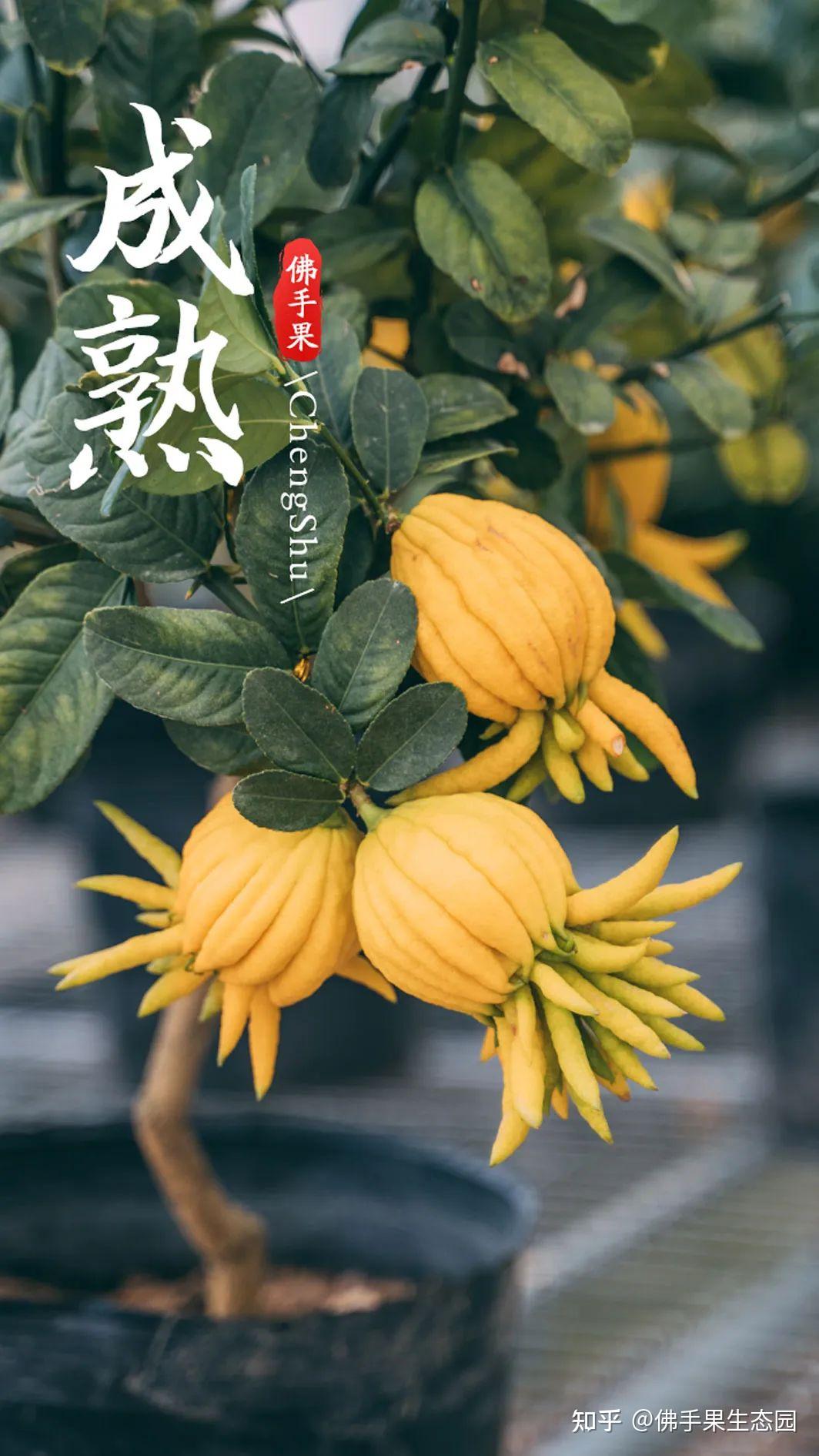 科普小课堂 | 佛手果的生长过程 - 知乎