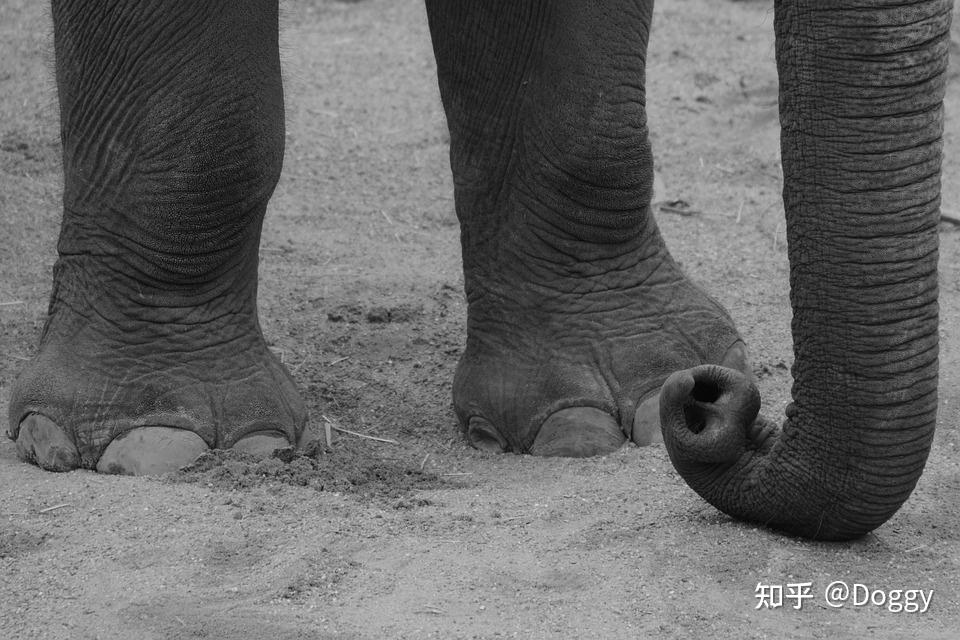 为什么说大象是唯一有四个膝盖的动物? - 知乎
