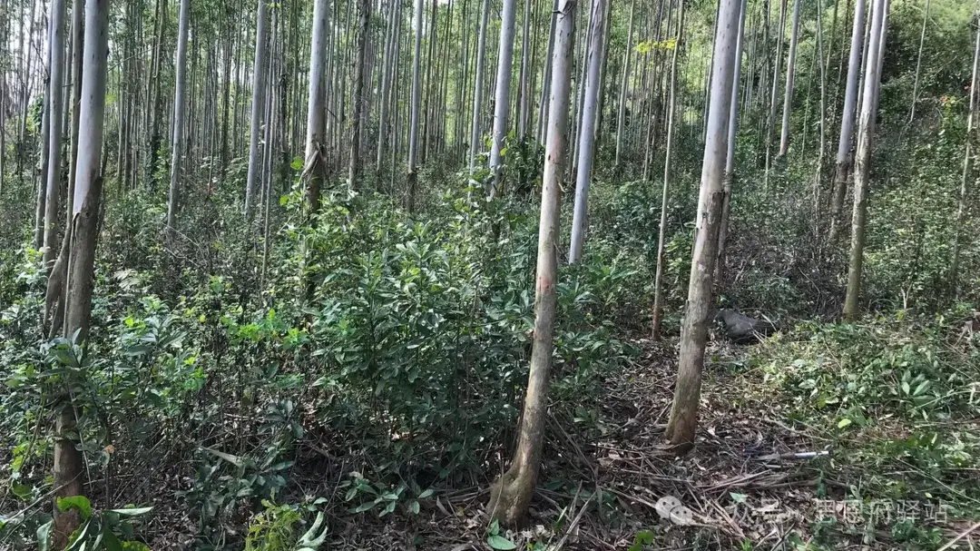 广西满山遍野的速生桉树,是福还是祸? - 知乎