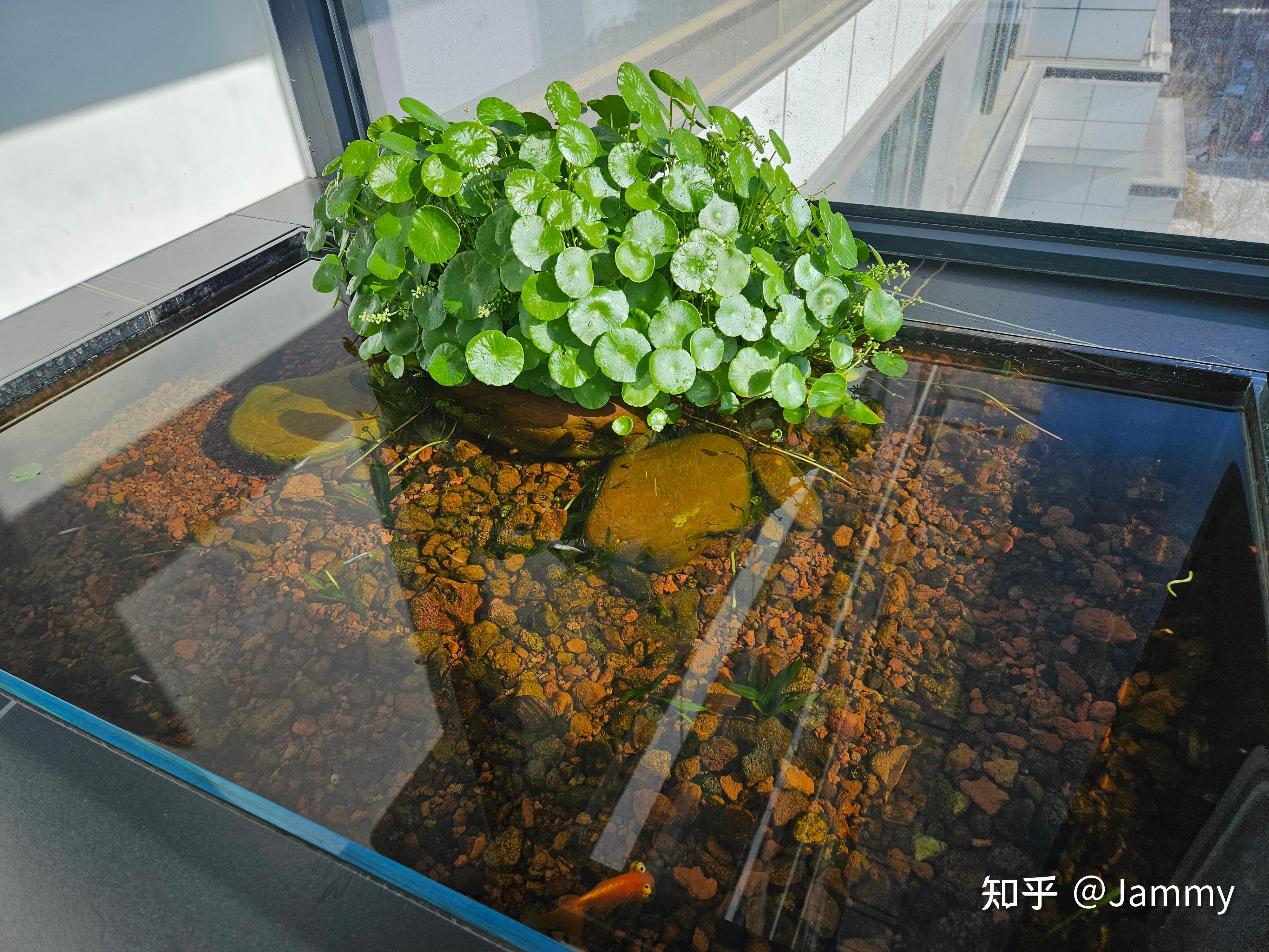 生态缸养金鱼有什么优缺点?