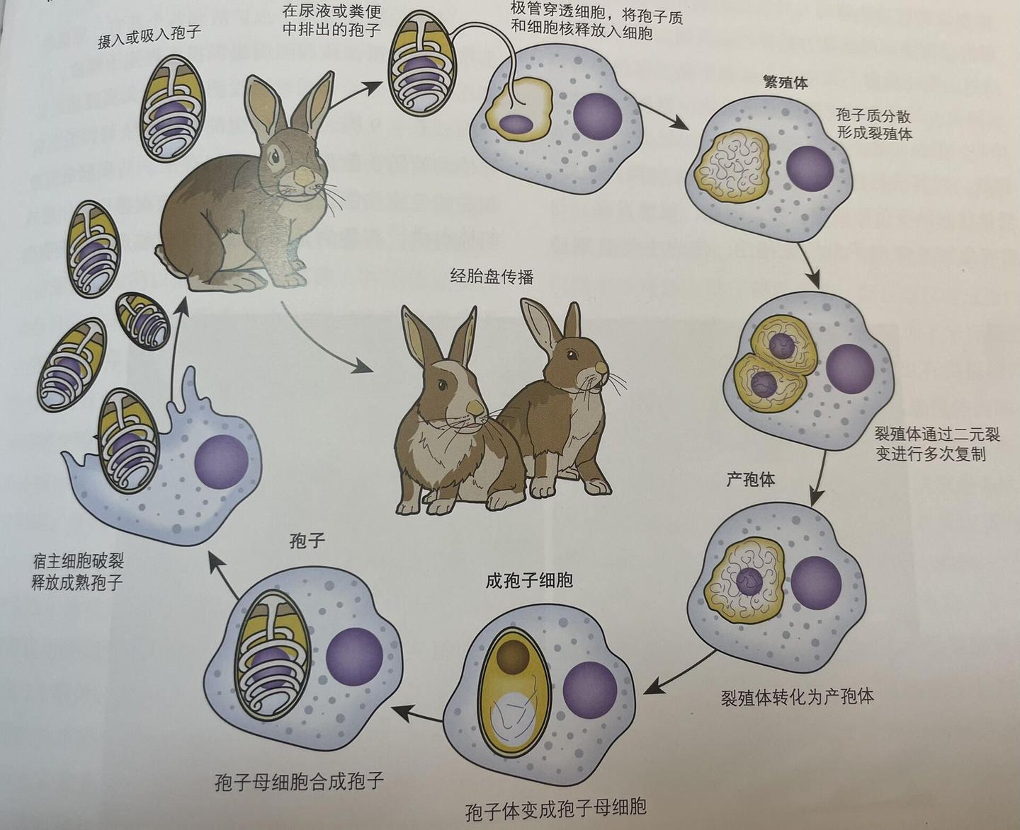 【古菌域全系列8】真菌界Fungⅰ(上):早期发散谱系。真菌界从门到所有目的分类与系统发生 - 知乎