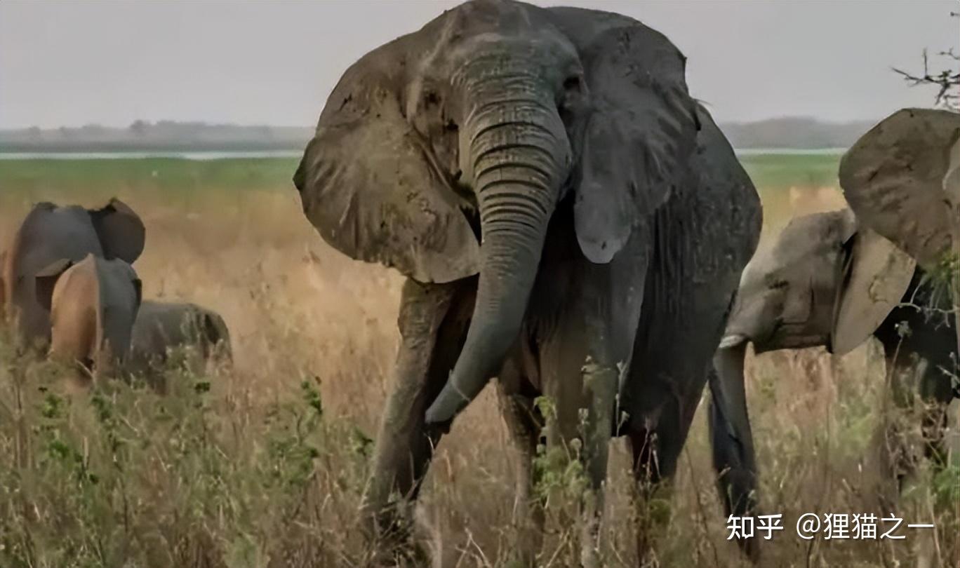 为什么有的大象没有象牙