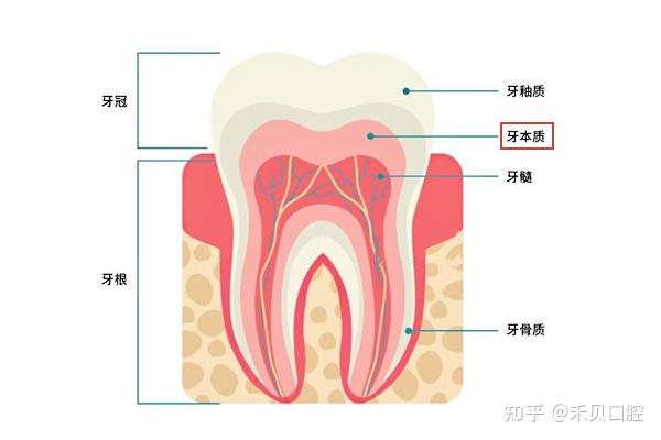 了解牙齿，看这一篇就够了！！ - 知乎