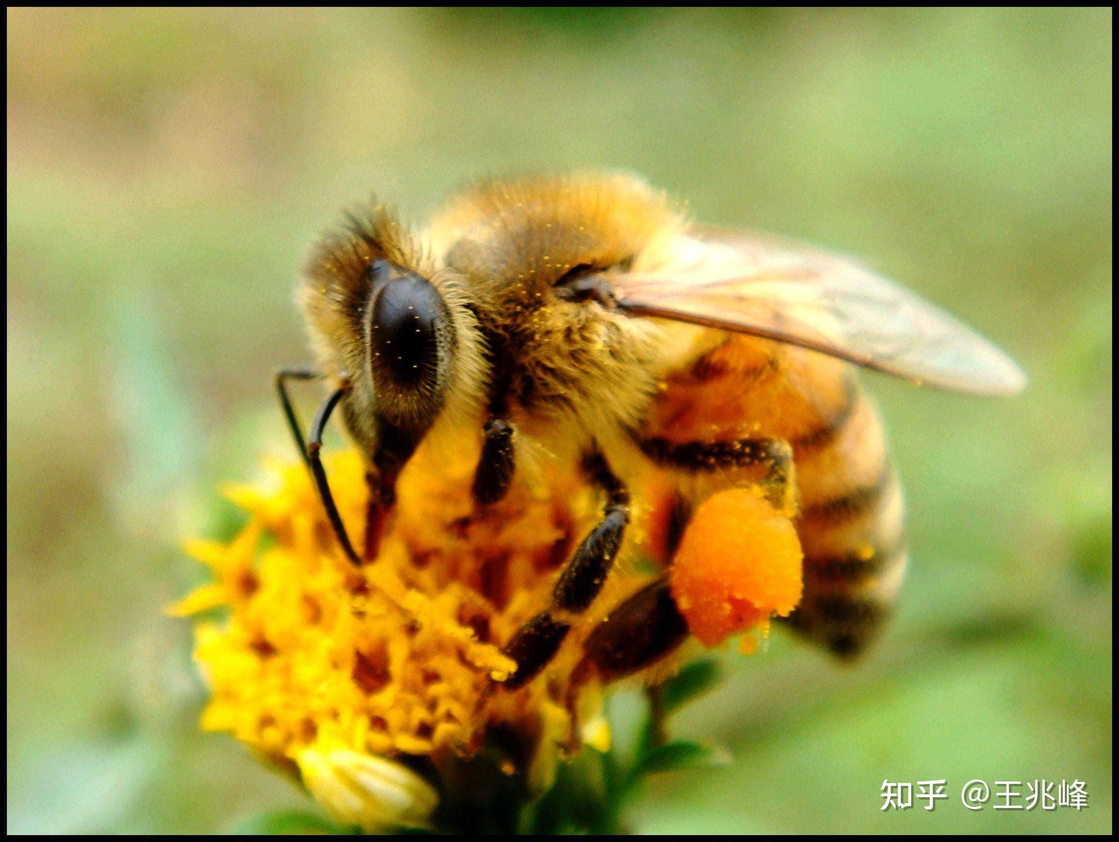 蜂子蛰了怎么办快速消肿止痛（生活小窍门——被蜜蜂蛰了怎样快速消肿止痛） | 说明书网