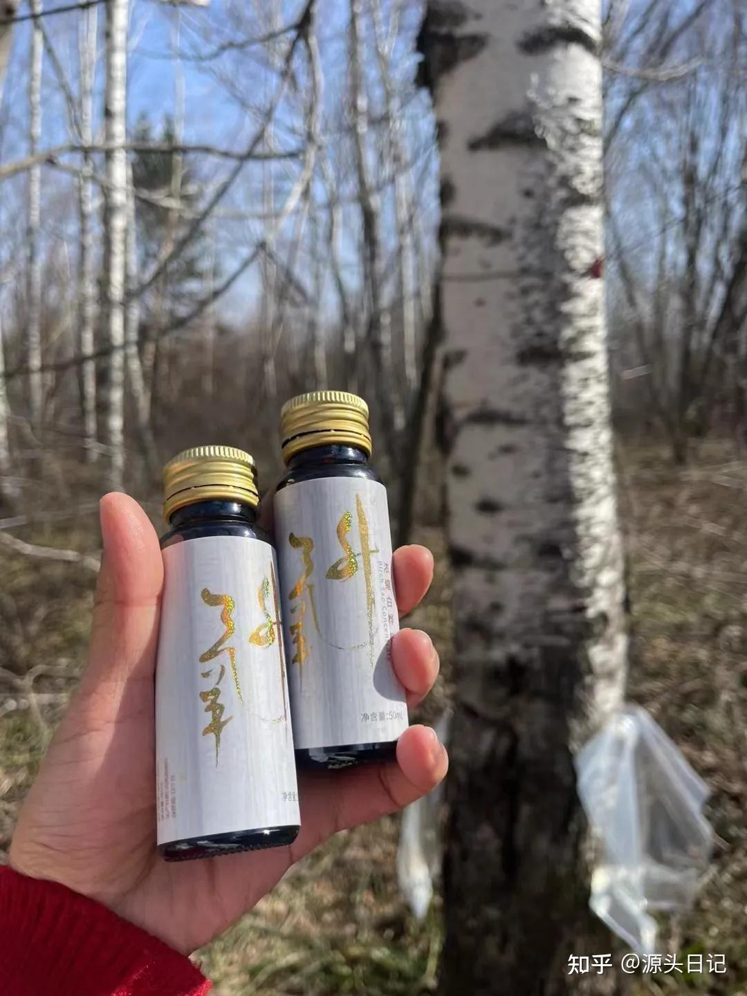 白桦树汁是什么?医学角度解读植物的治愈力量 - 知乎