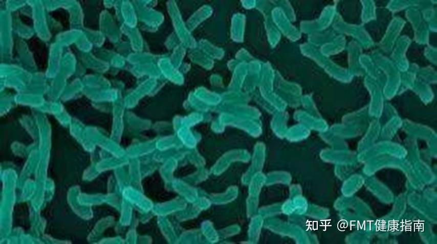 Bifidobacterium breve的科普介绍 - 知乎