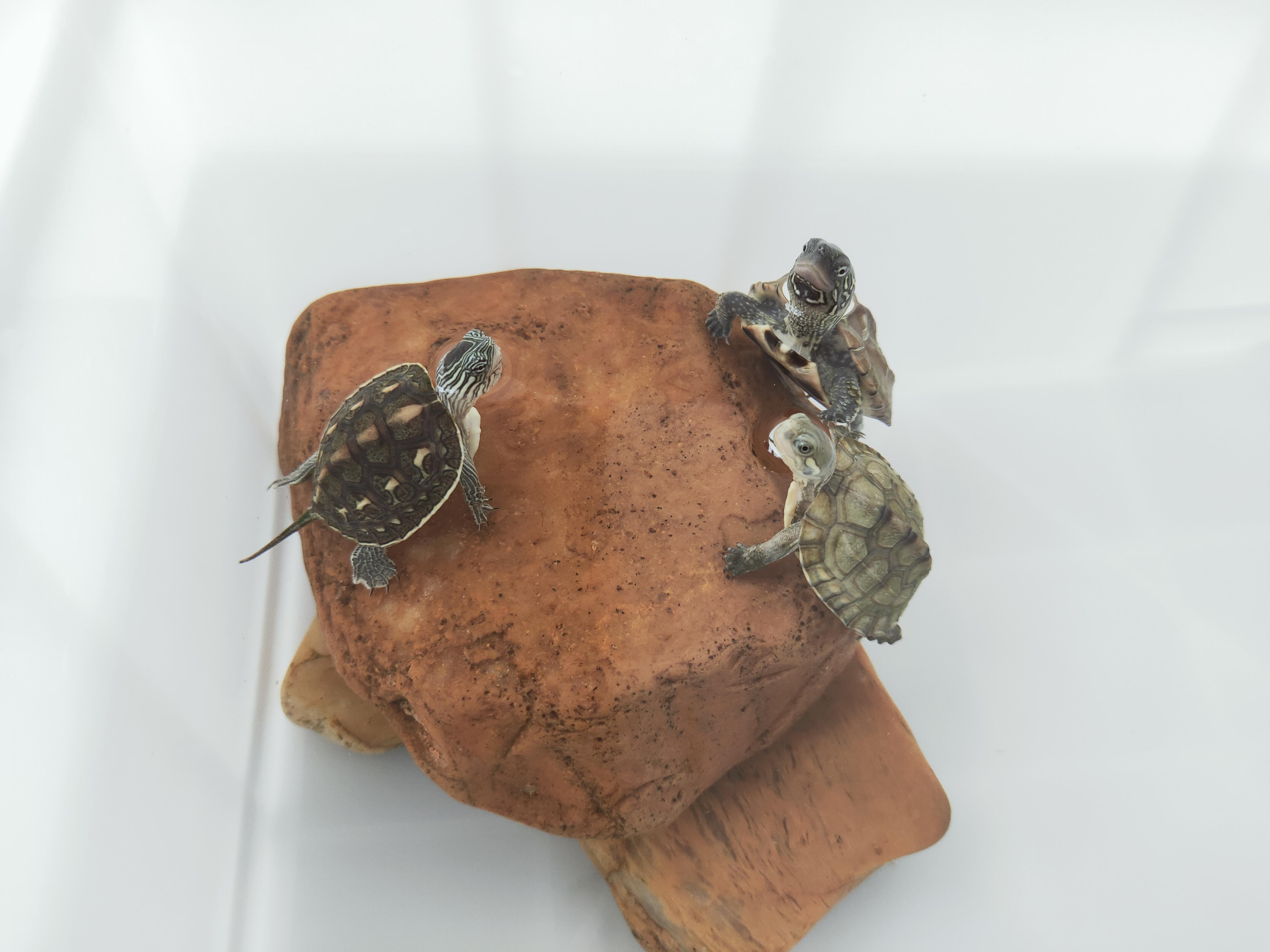 背上有花纹,尾巴长长的,这是什么种类的乌龟? - 知乎