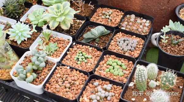 记录 从播种到成熟 生石花的四年 知乎