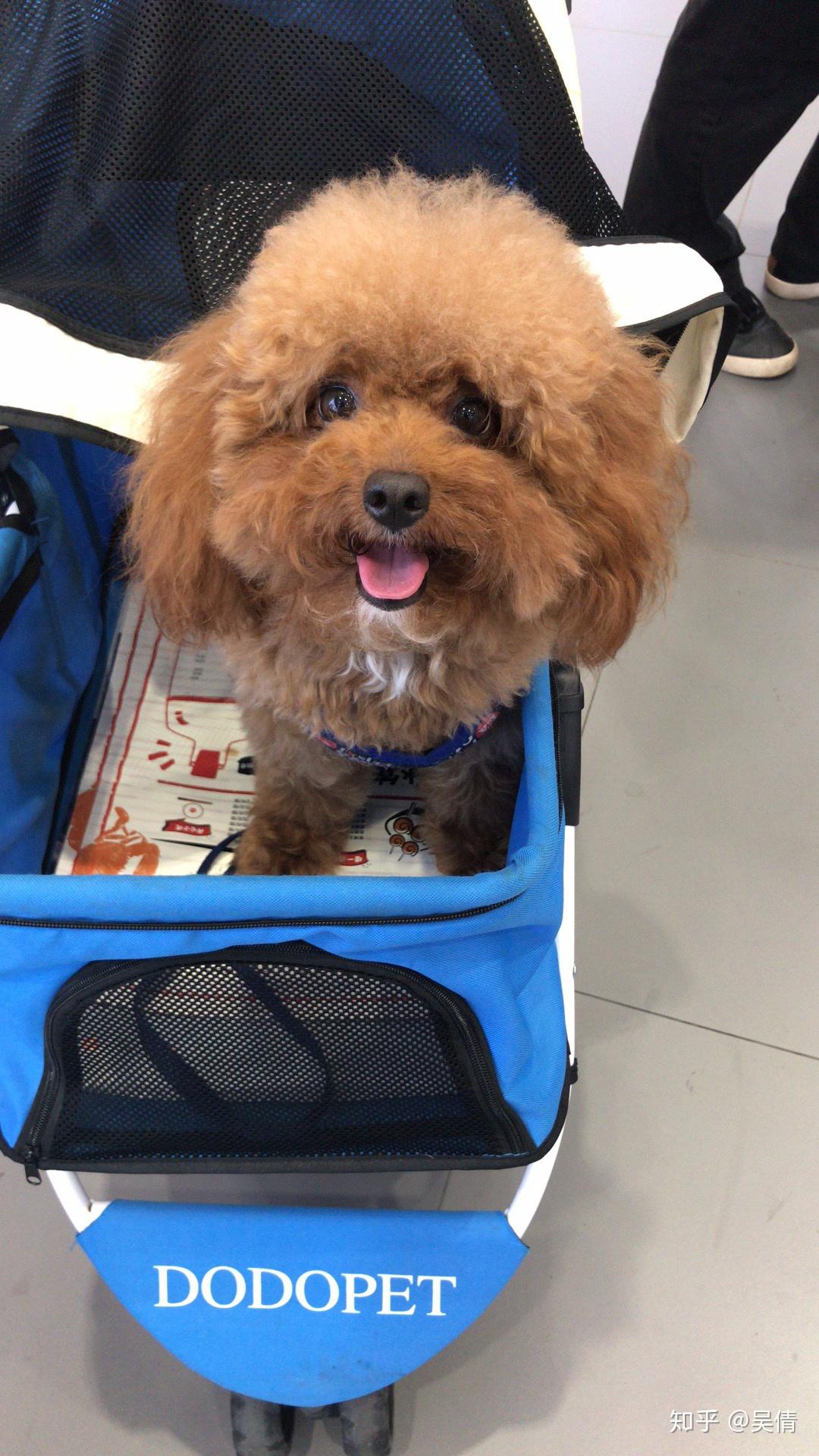 在大学宿舍养猫是一种什么样的体验?