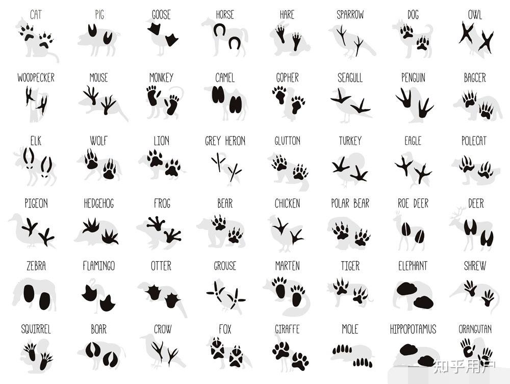 各种动物在雪地里的脚印像什么? - 知乎