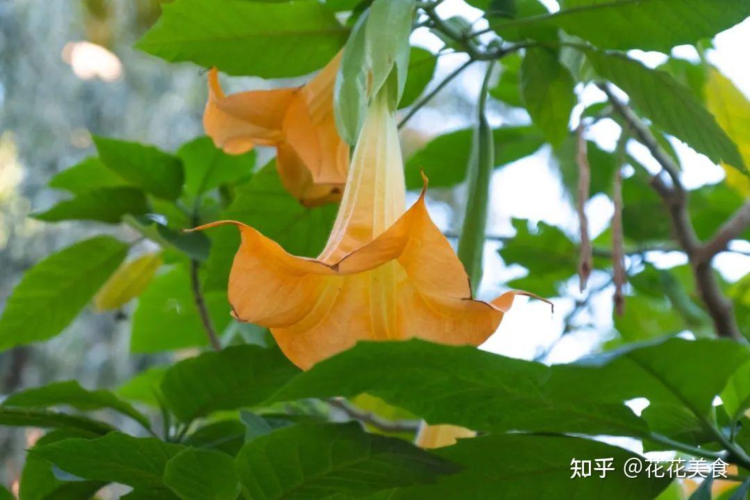 【曼陀罗】天使的号角,美貌之下却是世界上最毒的花草之一 - 知乎