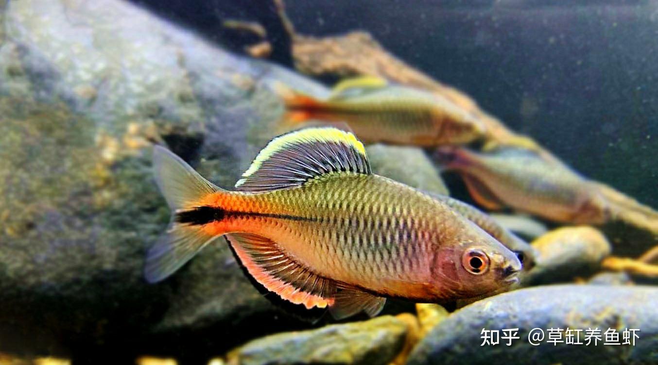 想養魚又不知道養什麼魚好很簡單你就養鰟鮍魚